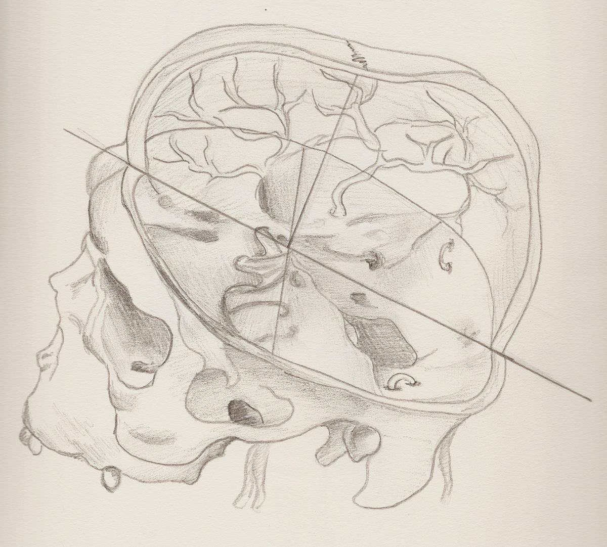der organismus verfuegt ueber ein system der selbstregulierenden und selbstheilenden kraefte